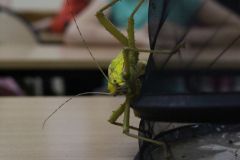 img_9954.jpg