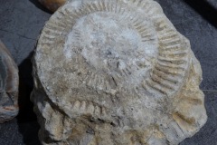 dsc04059.jpg
